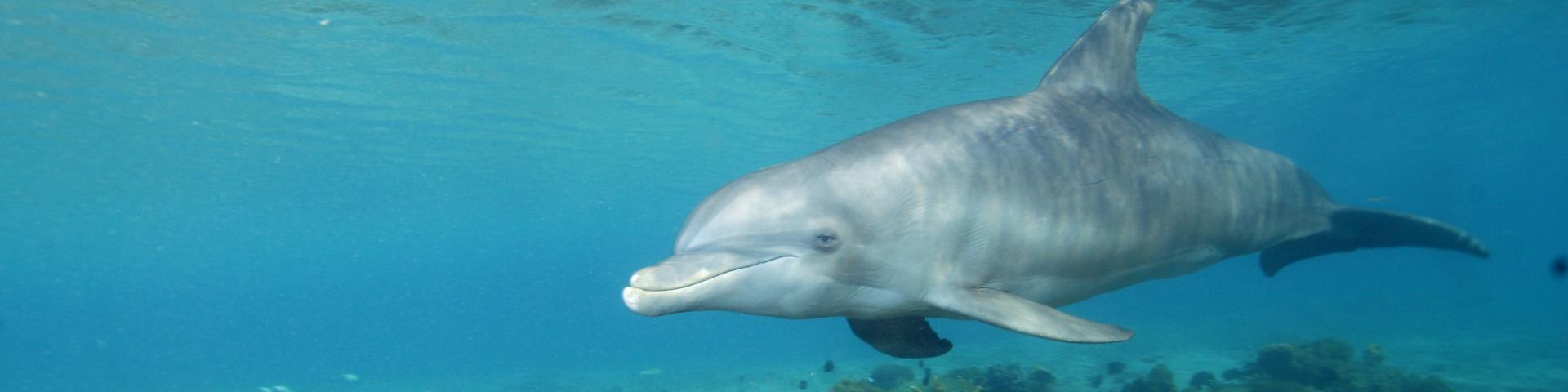 Bliskie spotkanie z delfinami na Moorea